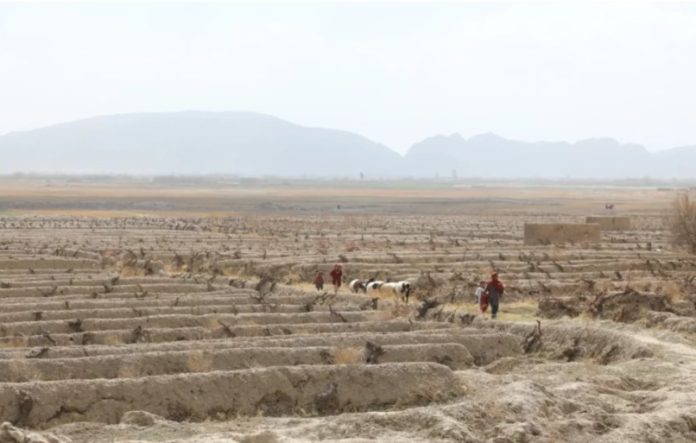 WhatsApp Image 2025-10-11 at 1.36.37 PM আফগানিস্তানে ৩০ বছরে সবচেয়ে ভয়াবহ খরা, জাতিসংঘের ১৬.৬ মিলিয়ন ডলারের সহায়তা ঘোষণা